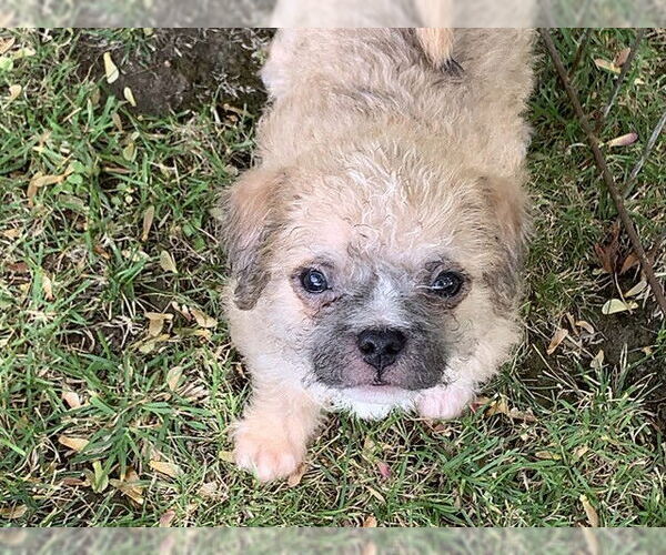 Medium Photo #1 Mutt Puppy For Sale in Redwood City, CA, USA