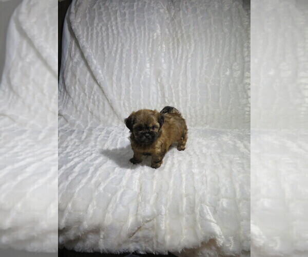 Medium Photo #6 Shorkie Tzu Puppy For Sale in COOKEVILLE, TN, USA