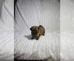 Small #5 Shorkie Tzu