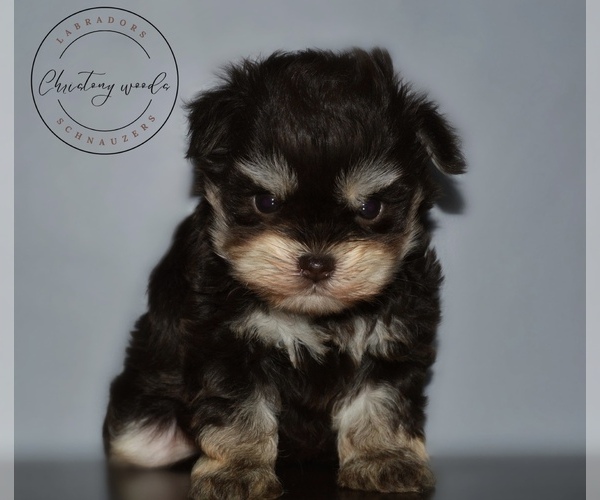 Medium Photo #1 Schnauzer (Miniature) Puppy For Sale in MADERA, CA, USA