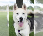 Small #2 Siberian Husky