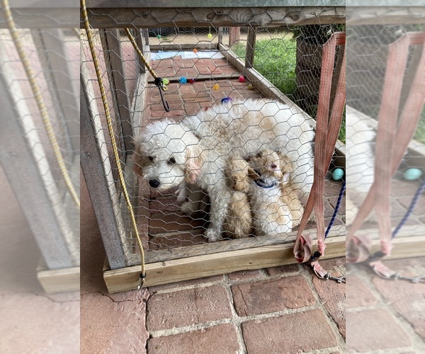 Medium Photo #1 Poodle (Toy) Puppy For Sale in AVA, MO, USA
