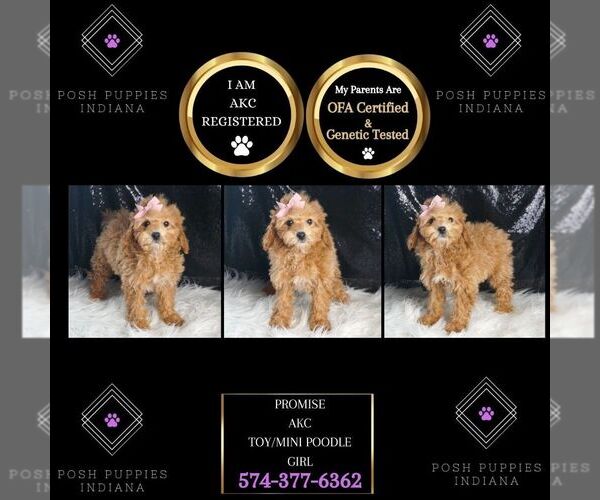 Medium Photo #18 Poodle (Toy) Puppy For Sale in WARSAW, IN, USA