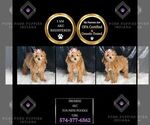 Puppy Promise AKC Poodle (Toy)