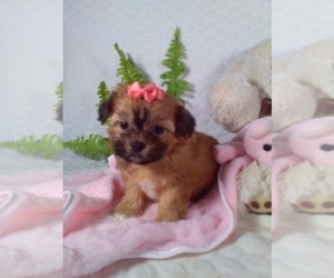 Shih-Poo Puppy for Sale in SUGARCREEK, Ohio USA