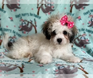 Zuchon Puppy for sale in LAKELAND, FL, USA