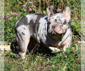 French Bulldog Puppy for sale in GAITHERSBURG, MD, USA