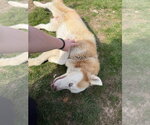 Small #3 Siberian Husky Mix