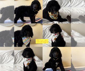 Poodle (Standard) Puppy for sale in EXETER, CA, USA