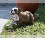 Small Photo #18 Bulldog Puppy For Sale in JACKSONVILLE, FL, USA