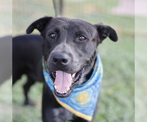 American Staffordshire Terrier-Unknown Mix Dogs for adoption in San Antonio, TX, USA