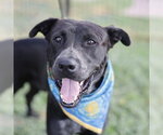 Small American Staffordshire Terrier Mix