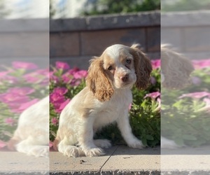 Cocker Spaniel Puppy for sale in CANOGA, NY, USA