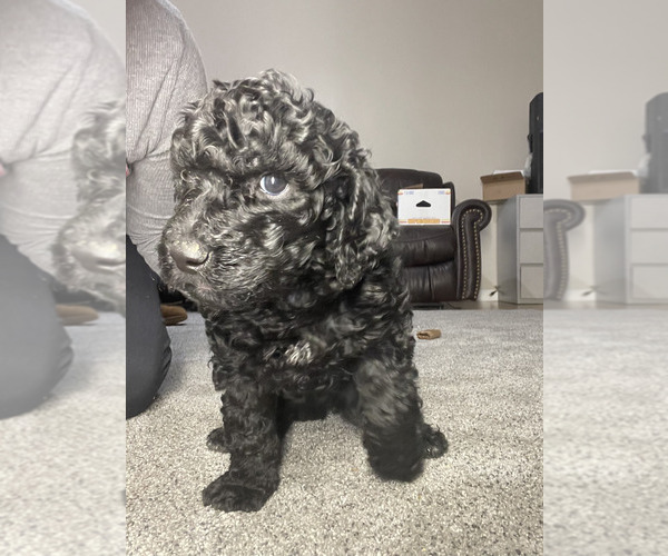 Medium Photo #1 Doodle-Labradoodle Mix Puppy For Sale in SOUTH AMBOY, NJ, USA