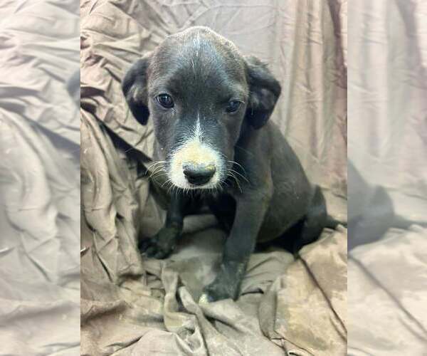 Medium Photo #3 Australian Shepherd-Boxer Mix Puppy For Sale in Aurora, IN, USA