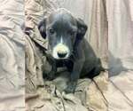 Small Photo #3 Australian Shepherd-Boxer Mix Puppy For Sale in Aurora, IN, USA