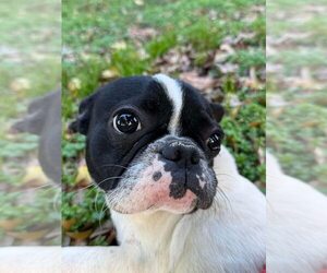 French Bulldog-Unknown Mix Dogs for adoption in New York, NY, USA