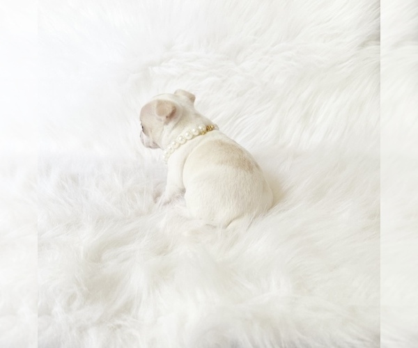 Medium Photo #6 Chihuahua Puppy For Sale in SACRAMENTO, CA, USA