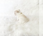 Small #5 Chihuahua