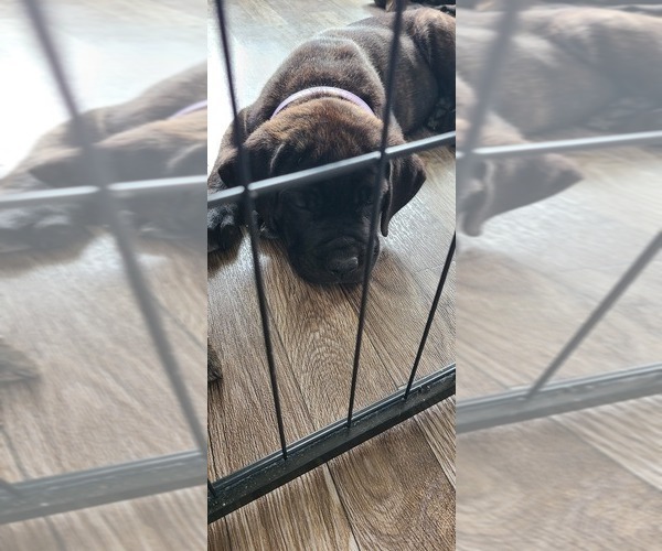 Medium Photo #20 Cane Corso Puppy For Sale in PORTLAND, OR, USA