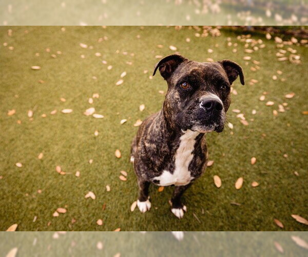 Medium Photo #3 Mutt Puppy For Sale in Orlando, FL, USA
