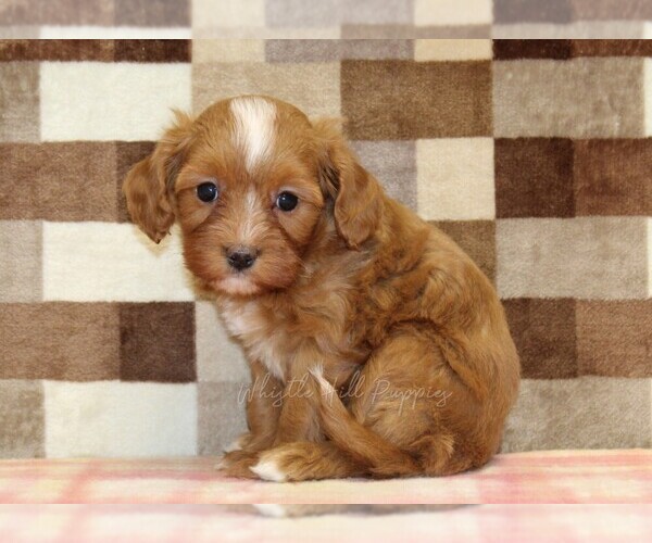 Medium Photo #4 Cavapoo (Miniature) Puppy For Sale in DENVER, PA, USA