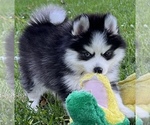 Small Photo #1 Pomsky Puppy For Sale in BAXTER, TN, USA