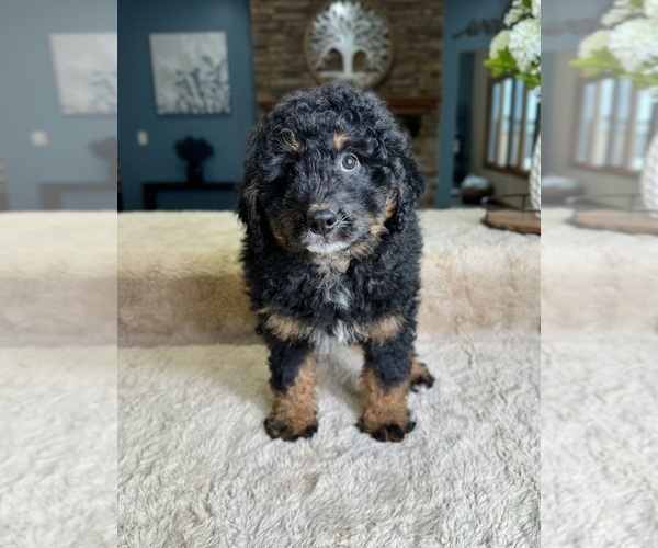 Medium Photo #2 Bernedoodle (Miniature) Puppy For Sale in GREENFIELD, IN, USA