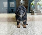 Small Photo #2 Bernedoodle (Miniature) Puppy For Sale in GREENFIELD, IN, USA