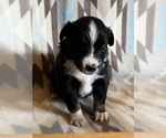 Small #5 Miniature Australian Shepherd