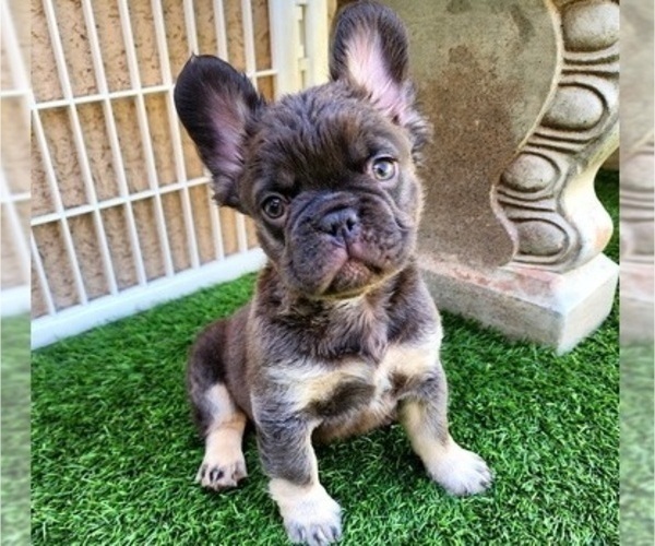 Medium Photo #3 French Bulldog Puppy For Sale in LAS VEGAS, NV, USA