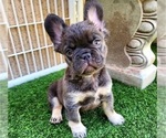 Small #2 French Bulldog