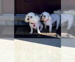 Small Photo #9 Bichon Frise Puppy For Sale in ATL, GA, USA