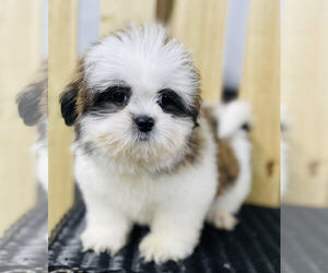 Shih Tzu Puppy for sale in CINCINNATI, OH, USA