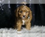 Small Photo #5 Cavapoo Puppy For Sale in WARSAW, IN, USA