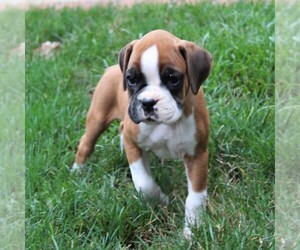 Boxer Puppy for sale in NEW HOLLAND, PA, USA