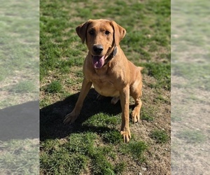 Father of the Labrador Retriever puppies born on 09/10/2025