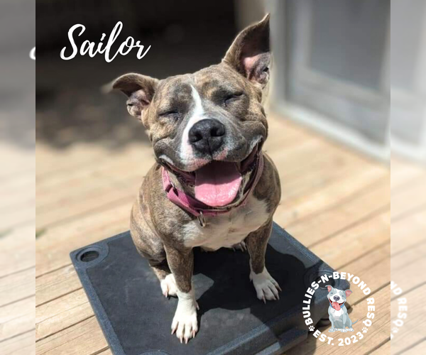 Medium Photo #10 American Staffordshire Terrier Puppy For Sale in Omaha, NE, USA