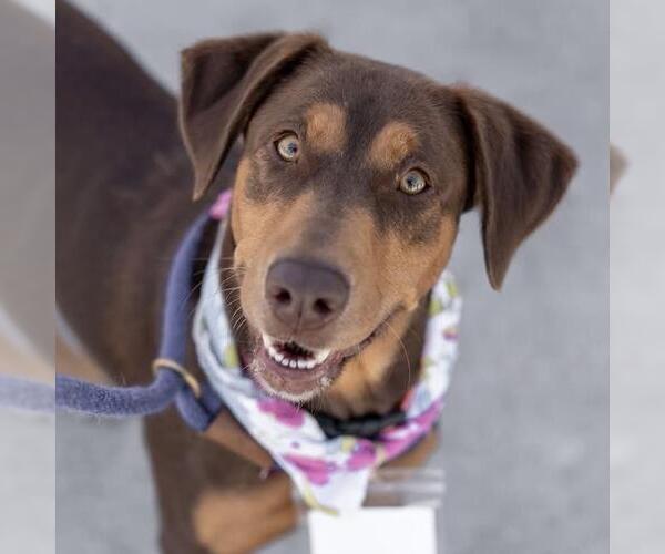 Medium Photo #13 Doberman Pinscher-Unknown Mix Puppy For Sale in San Diego, CA, USA
