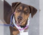 Small #12 Doberman Pinscher Mix