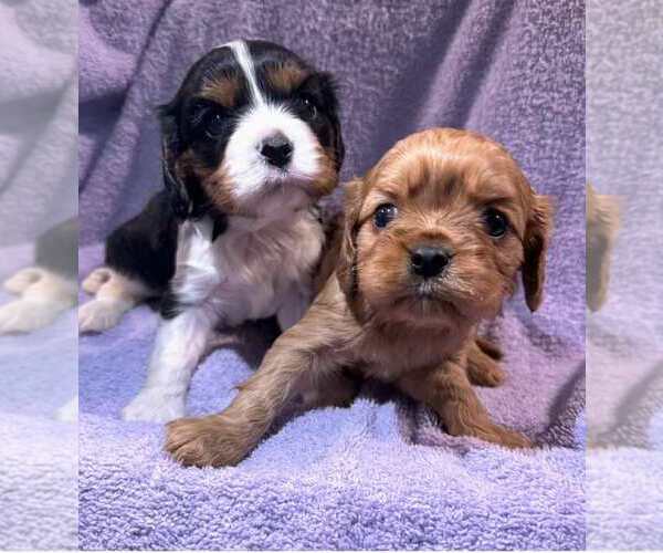 Medium Photo #1 Cavalier King Charles Spaniel Puppy For Sale in VINE GROVE, KY, USA