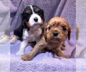 Cavalier King Charles Spaniel Puppy for sale in VINE GROVE, KY, USA