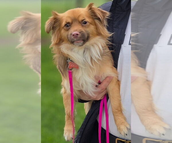 Medium Photo #7 Chihuahua-Unknown Mix Puppy For Sale in Lake Forest, CA, USA