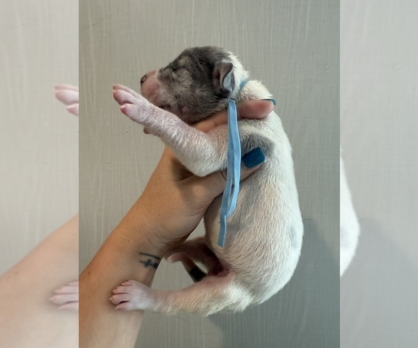 Medium Photo #38 Great Dane Puppy For Sale in HALLETTSVILLE, TX, USA