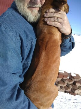 Medium Photo #7 Rhodesian Ridgeback Puppy For Sale in GREENLEAF, ID, USA
