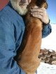 Small Photo #7 Rhodesian Ridgeback Puppy For Sale in GREENLEAF, ID, USA