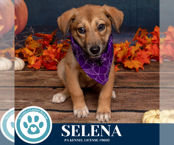 Medium Photo #2 Bulldog-Unknown Mix Puppy For Sale in Kimberton, PA, USA