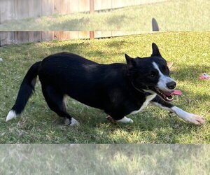 Purple Collar (Smiler) - Female Border Collie Dog for Adoption - Photo #2