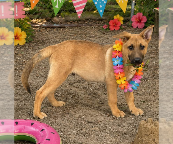 Medium Photo #2 Mutt Puppy For Sale in Yardley, PA, USA