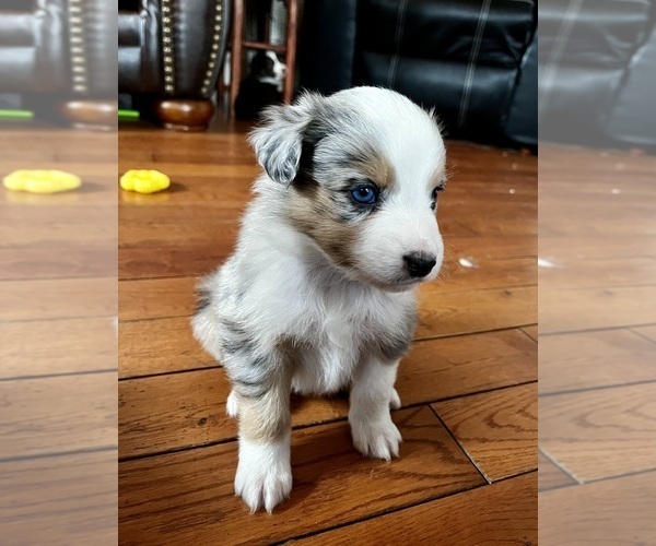 Medium Photo #1 Australian Shepherd Puppy For Sale in WHITINGHAM, VT, USA